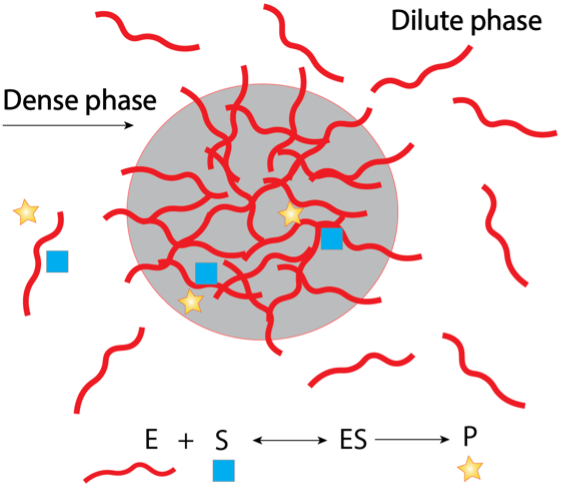 Biochemical Reactions in Condensates