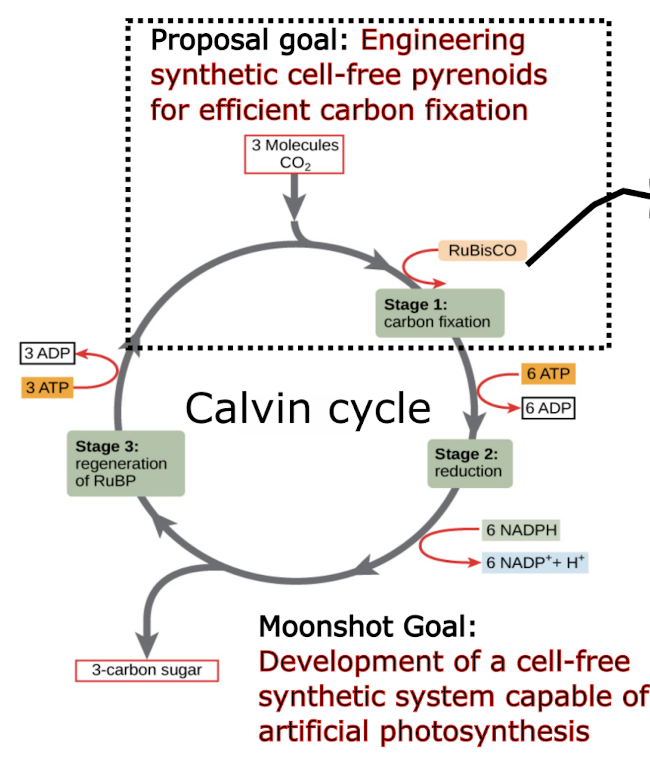 Pyrenoid Phase Separation